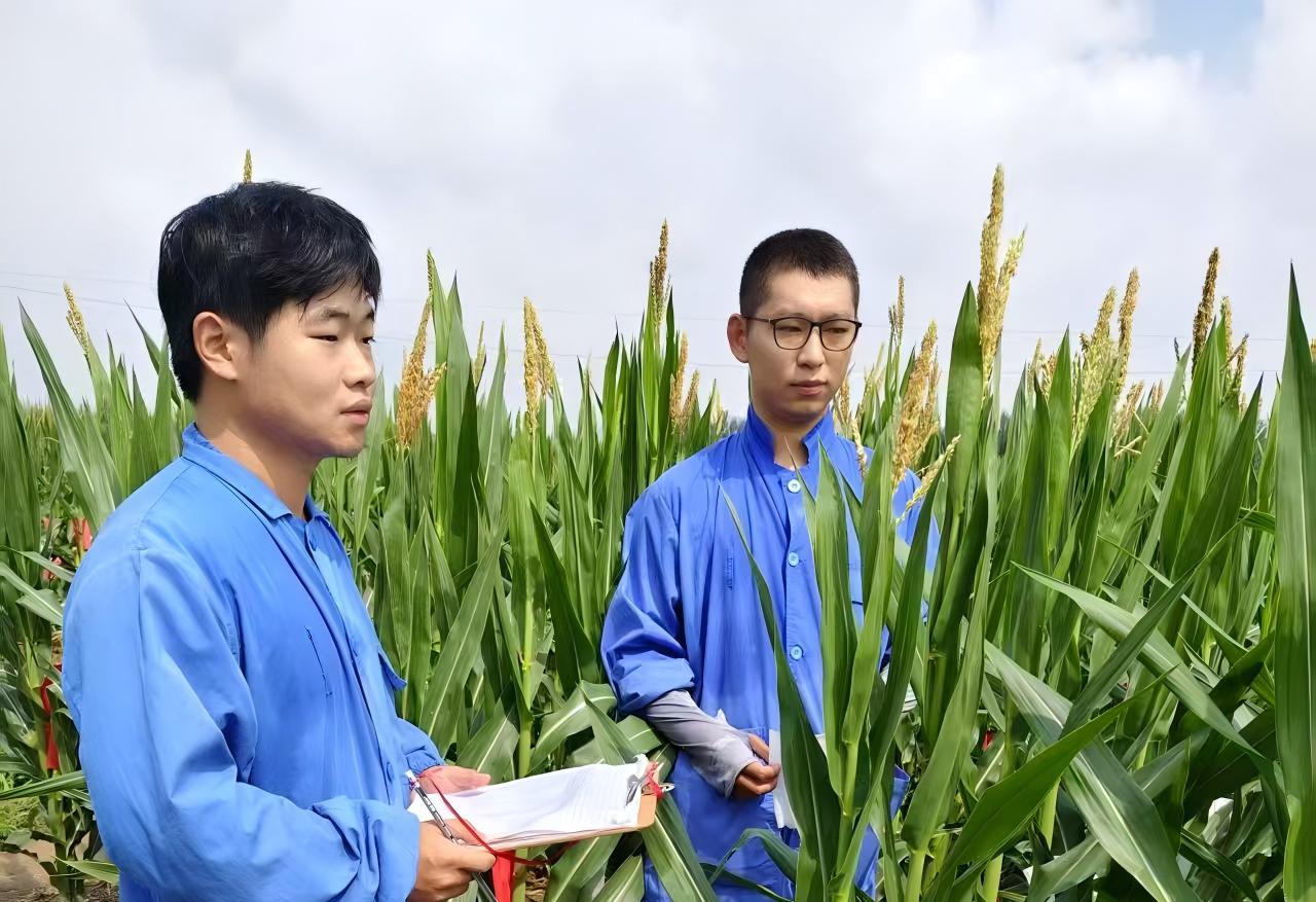 農(nóng)發(fā)種業(yè)山東中農(nóng)天泰公司青年突擊隊(duì)成員張茂席在試驗(yàn)地試驗(yàn)（右一）(1).jpg